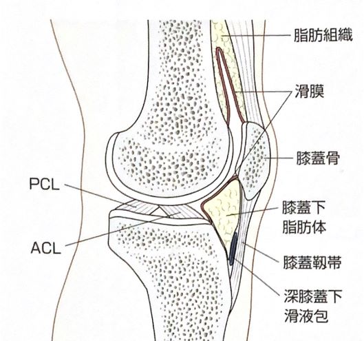 膝蓋下脂肪体の解説イラスト